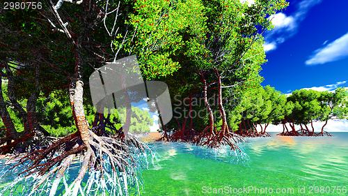 Image of Red mangroves 