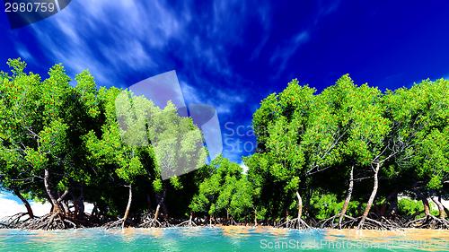 Image of Red mangroves 