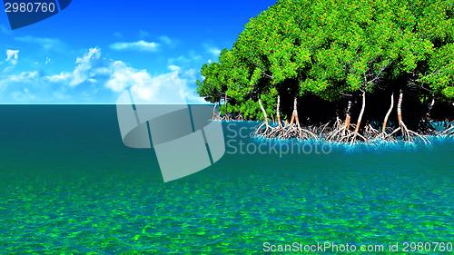 Image of Red mangroves 