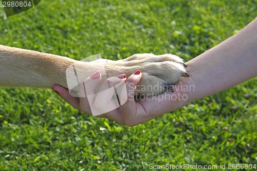 Image of Girl holding a dog paw