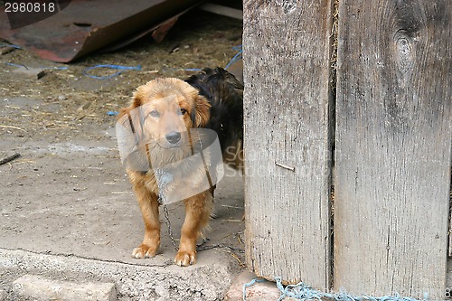 Image of Brown watchdog