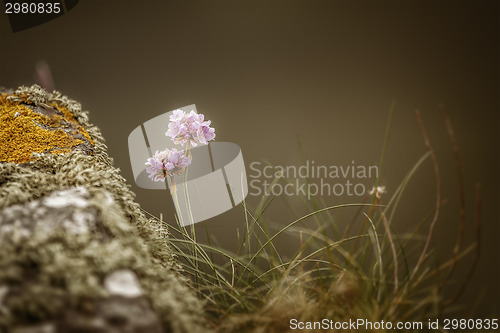 Image of Armeria Maritima