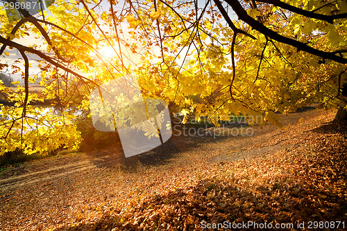 Image of Beautiful autumn in the forest