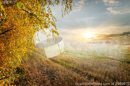 Image of Fog in the field