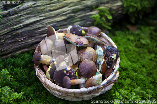 Image of Collected mushrooms in a basket