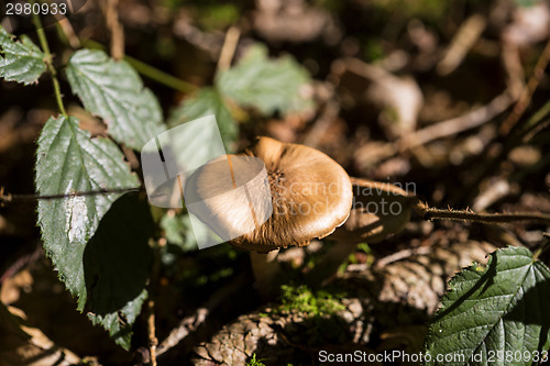 Image of Brown mushroom in the forest