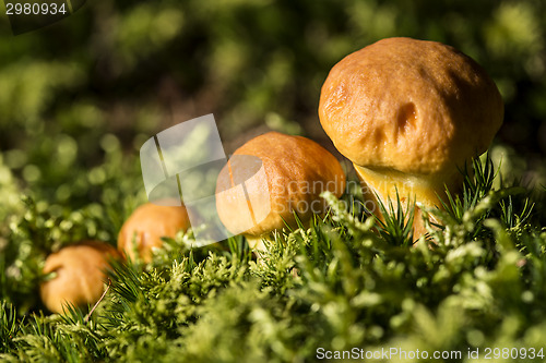 Image of Brown mushroom family in the forest
