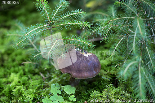 Image of Brown mushroom in the forest