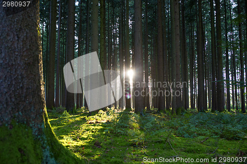 Image of Sunset in the forest