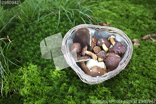 Image of Collected mushrooms in a basket