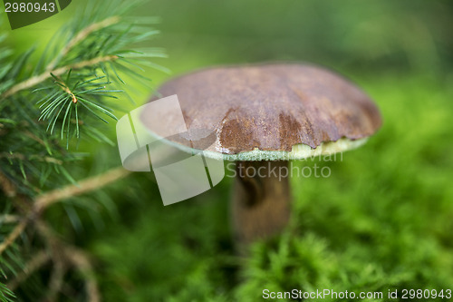 Image of Brown mushroom in the forest