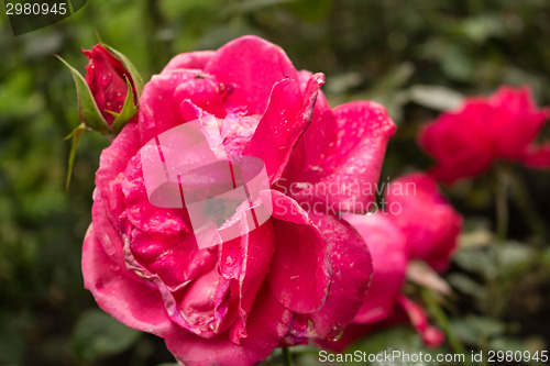 Image of Raindrops on Red Rose