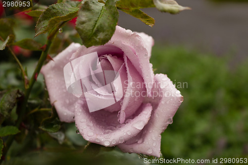 Image of Raindrops on antique pink Rose