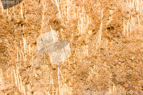 Image of Marsh Plants Huts 