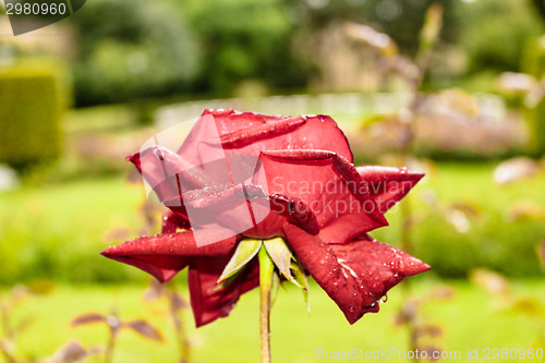 Image of Raindrops on Red Rose