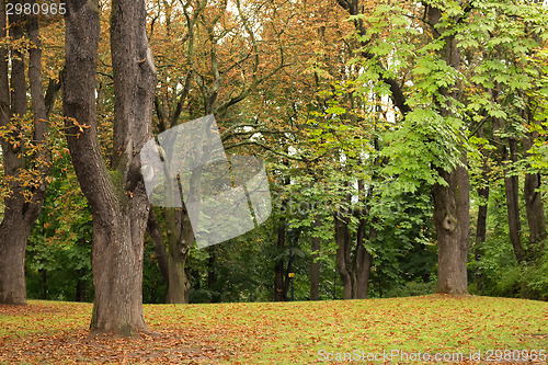 Image of trees, green grass and brown leaves