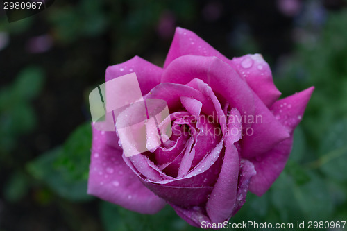 Image of Raindrops on Red fuchsia Rose