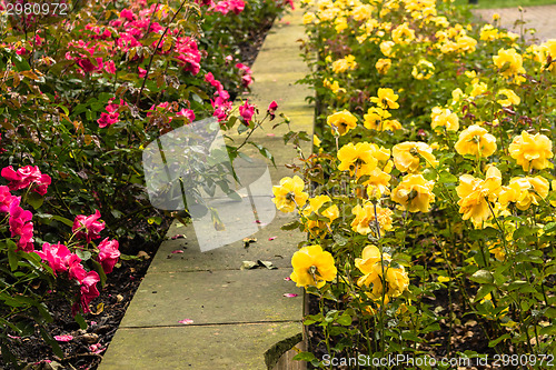 Image of Raindrops on yellow and Red Rose