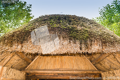 Image of Marsh Plants Huts 