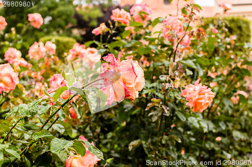 Image of Raindrops on yellow orange Red Rose