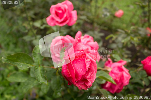 Image of Raindrops on Red Rose