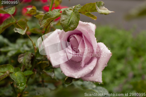 Image of Raindrops on antique pink Rose