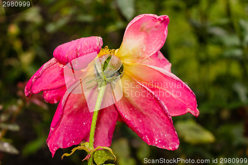 Image of Raindrops on pink Red Rose