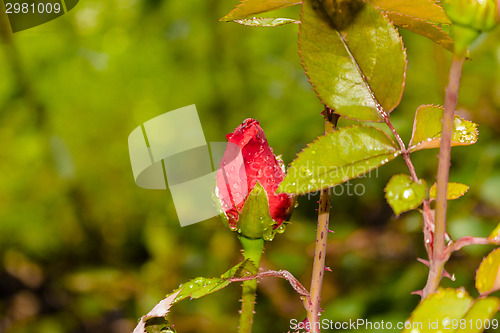 Image of Raindrops on Red Rose