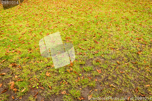 Image of green grass and brown leaves