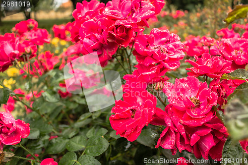 Image of Raindrops on Red Rose