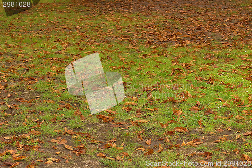 Image of green grass and brown leaves