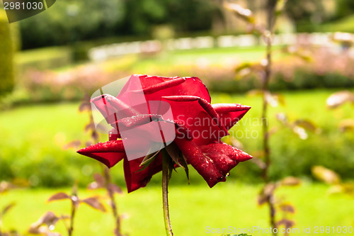 Image of Raindrops on Red Rose
