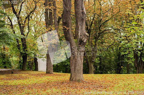 Image of trees, green grass and brown leaves