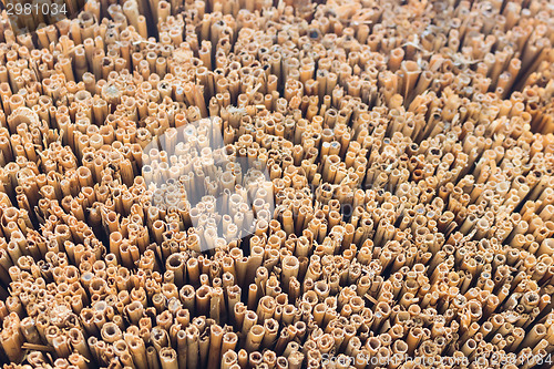 Image of Marsh Plants Huts 