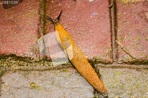 Image of snail on floor