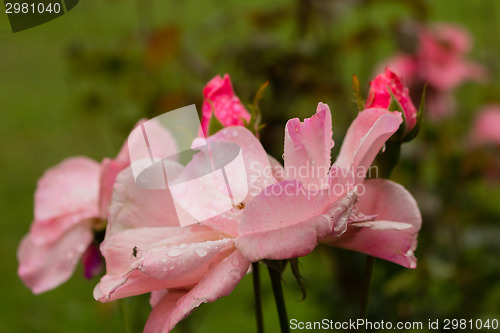 Image of Raindrops on pink Red Rose