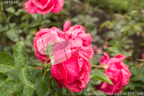Image of Raindrops on Red Rose