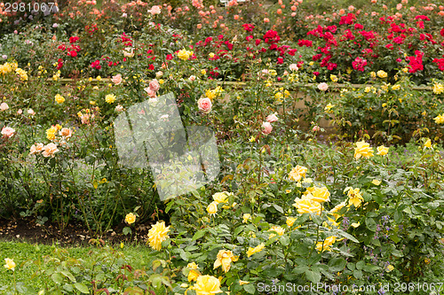 Image of Raindrops on yellow, pink, orange  and Red  Rose