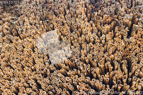 Image of Marsh Plants Huts 