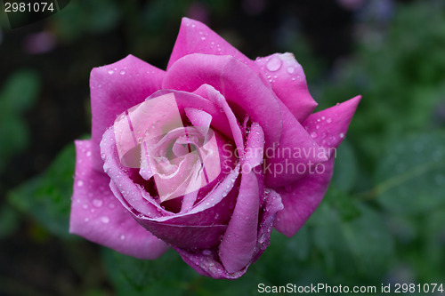 Image of Raindrops on Red fuchsia Rose
