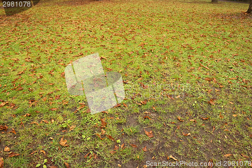 Image of green grass and brown leaves
