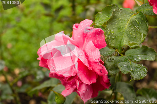 Image of Raindrops on pink fuchsia  Red Rose