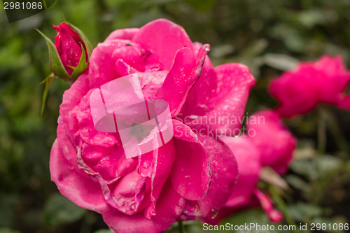 Image of Raindrops on Red Rose