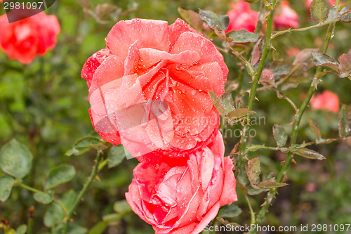 Image of Raindrops on Red Rose