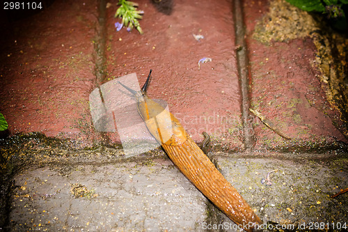 Image of snail on floor