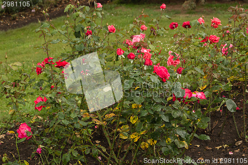 Image of Raindrops on yellow and Red Rose