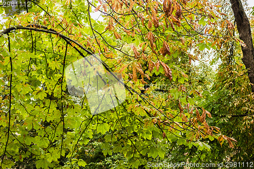 Image of trees, green grass and brown leaves