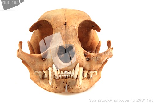 Image of cat skull 