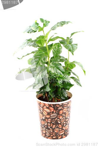 Image of coffee plant isolated 