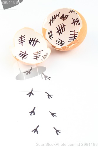 Image of empty egg shells 
